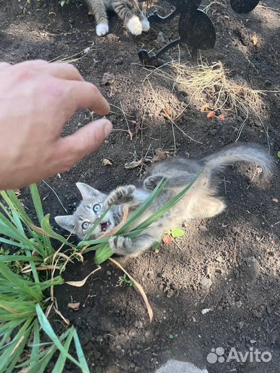 Котята в добрые руки бесплатно