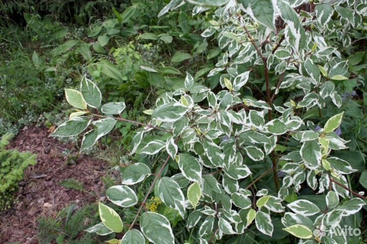 Дерен Сибирика вариегата