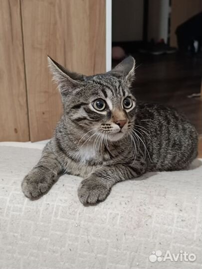 Кот
