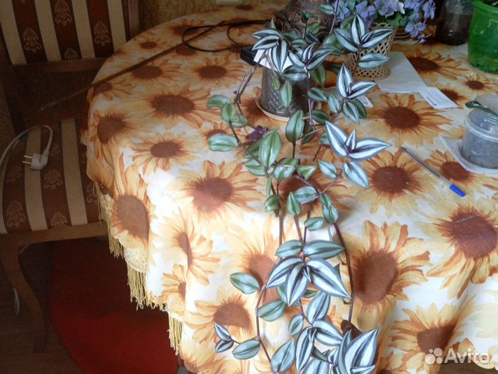 Домашние растения цветы