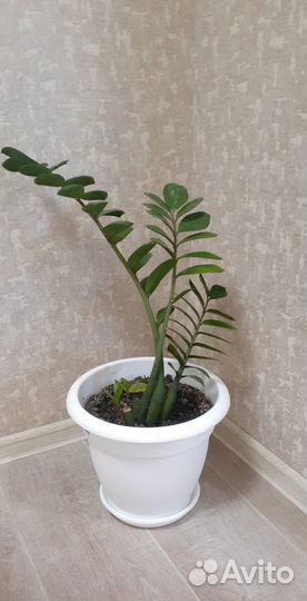 Замиокулькас