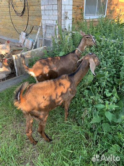 Продам коз