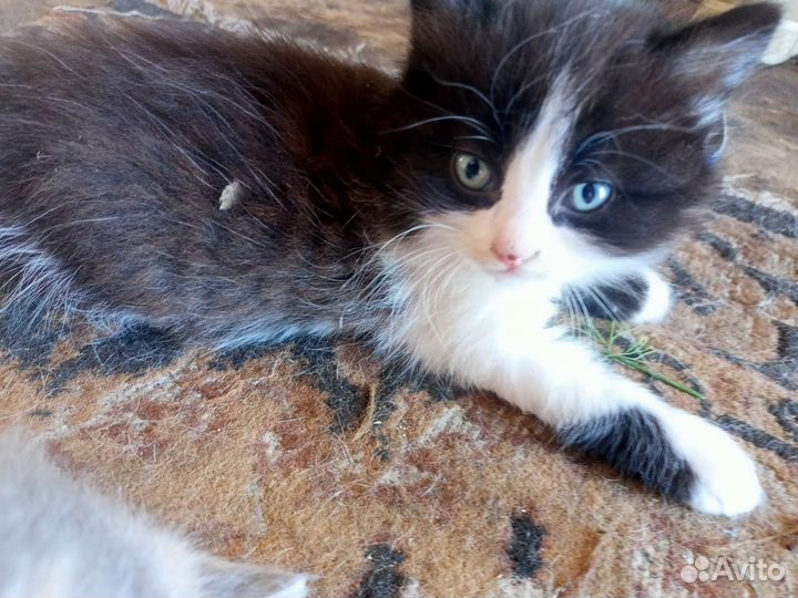 Котята отдам в добрые руки бесплатно
