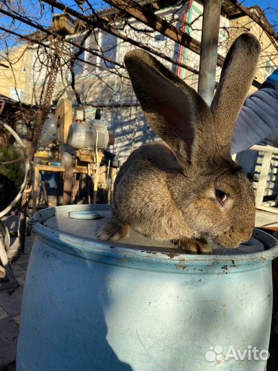 Кролики Великаны