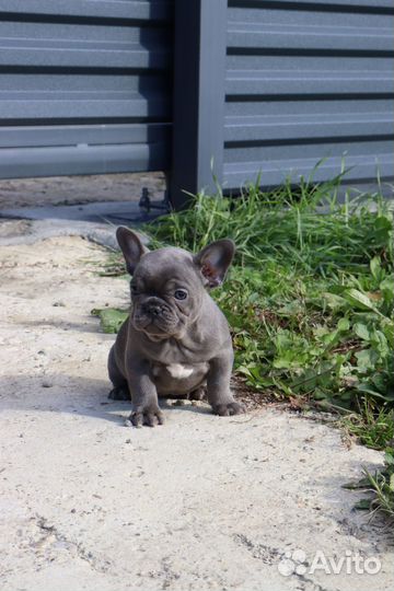 Французский бульдог мини кукольная девочка