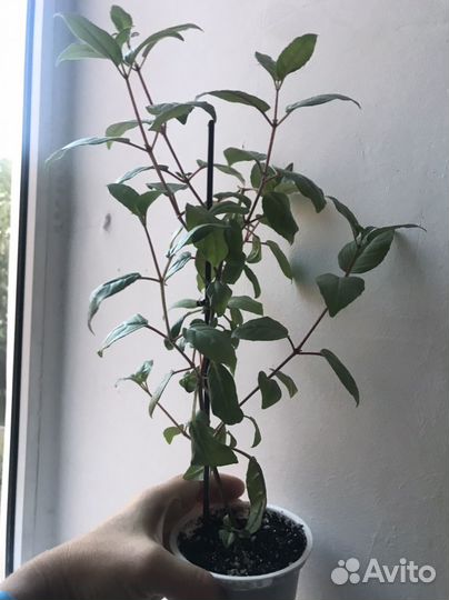 Растения - Фуксия Балерина обмен