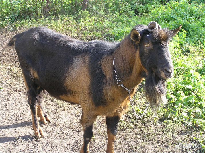 Альпийские козы