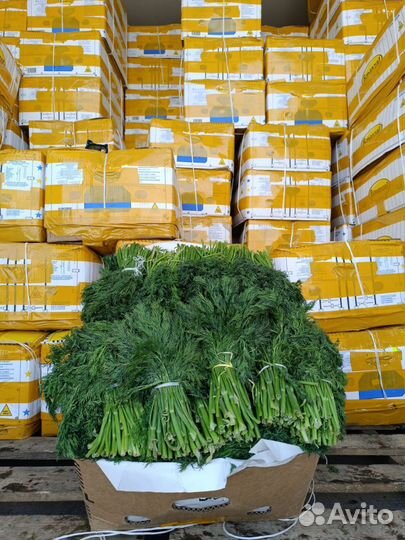 Зелень укроп петрушка лук оптом и розница