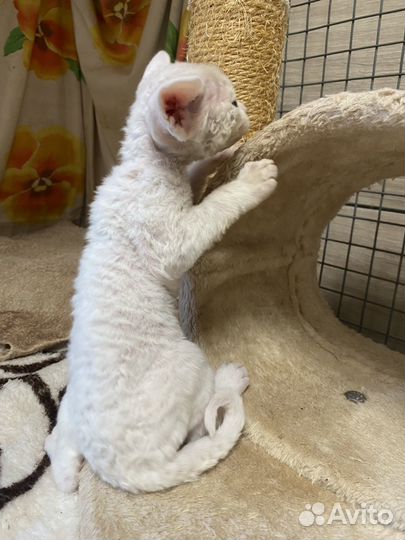 Девон-рекс кошка