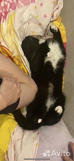 Отдам кошку. Читайте описание