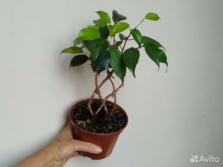 Фикус бенджамина плетеный