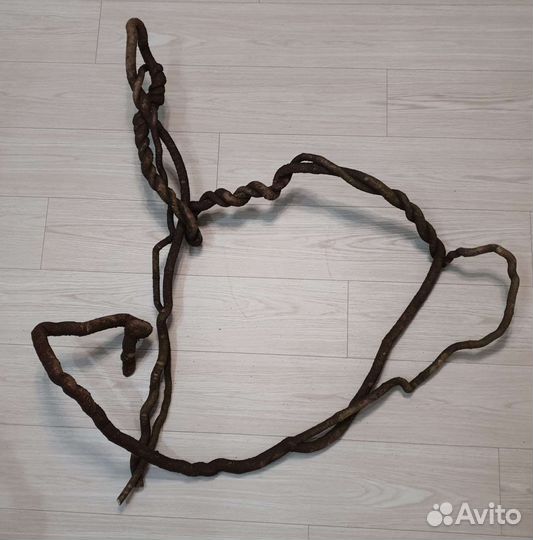 Лиана субтропическая для террариума