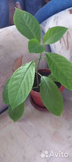 Пахистахис красный, колерия розовая