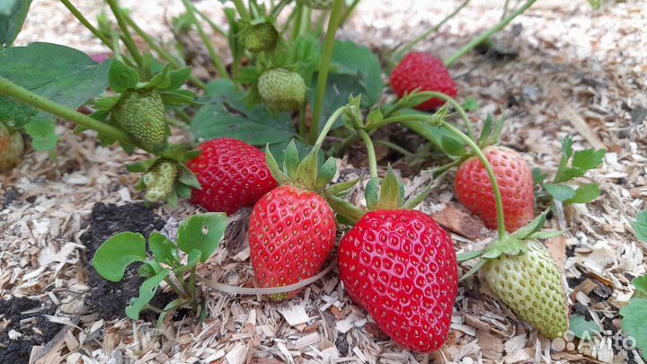 Клубника Мурано