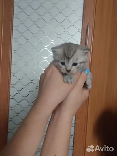 Шотландская вислоухая