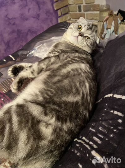 Шотландский мраморный кот вязка