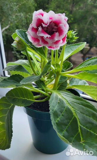 Глоксиния цветущая