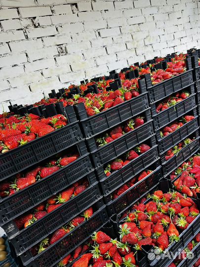Клубника свежая цена указано за ящика