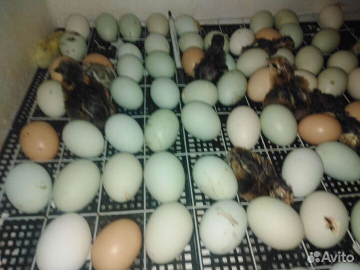 Цыплята суточные из красивых яиц