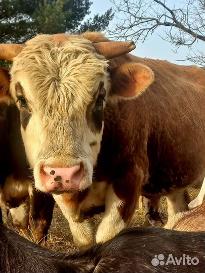 Быки на мясо