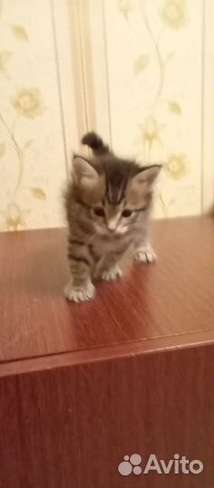 Отдам в добрые руки котенка девочку