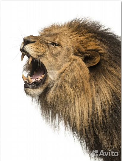 Постеры в рамке Рычащий лев 30x40 см