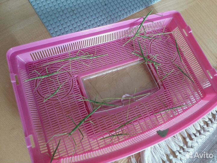 Палочники аннамские