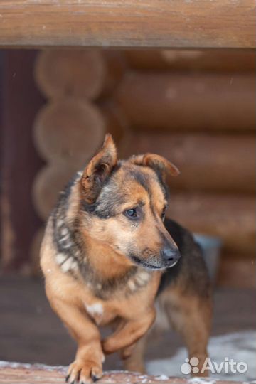 Робкий Эдгар, ростом с таксу. Лесной приют