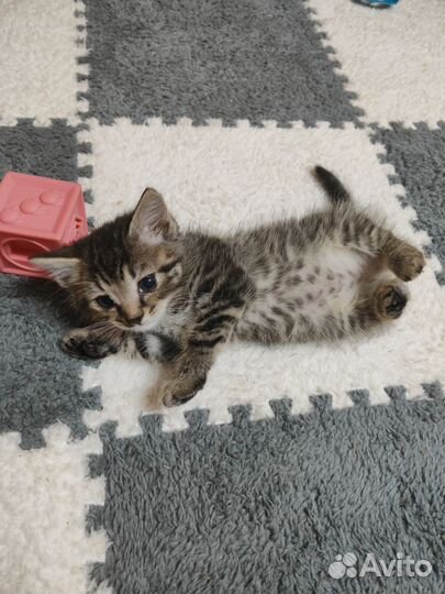 Милые котята