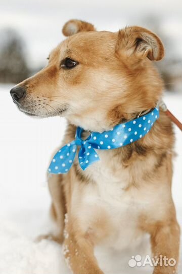 Собака, мальчик