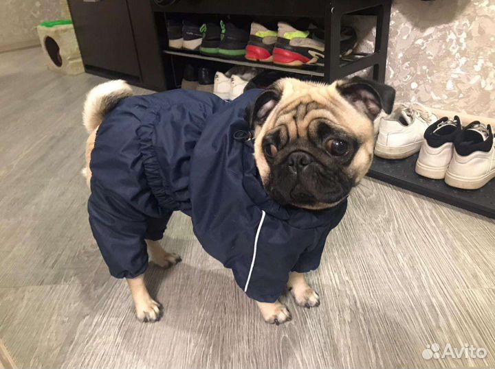 Дождевик для собак