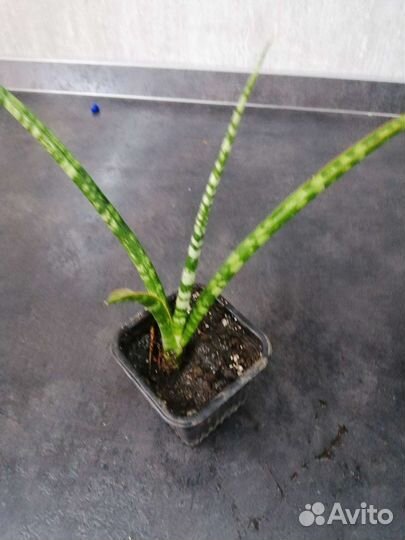 Детка сансевьерии френфуд