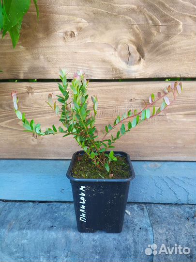 Клюква садовая (саженцы)