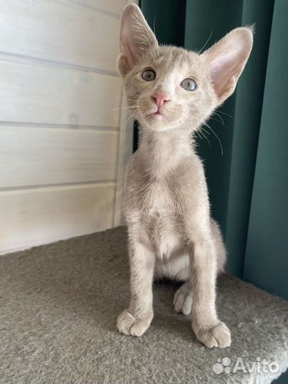 Ориентальные котята