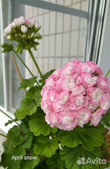 Пеларгония герань розебудные сорта