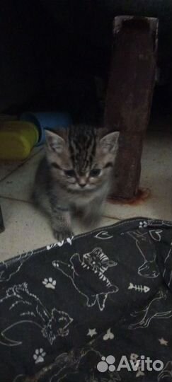 Котята в добрые руки приучены к лотку