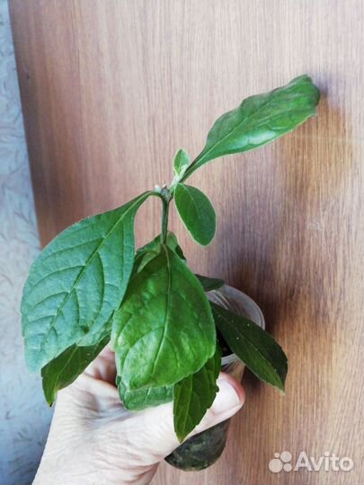 Клеродендрум угандийский