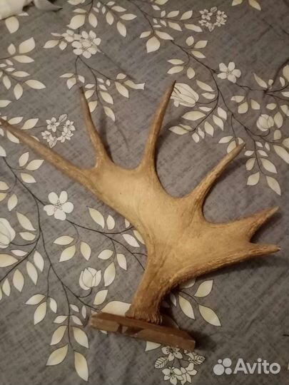 Лосиные рога