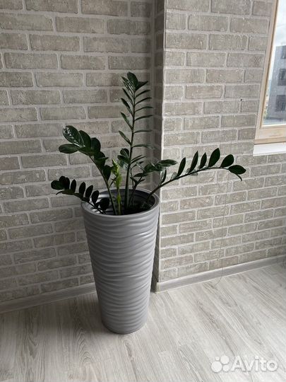 Замиокулькас