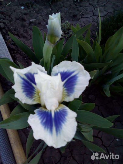 Многолетние растения