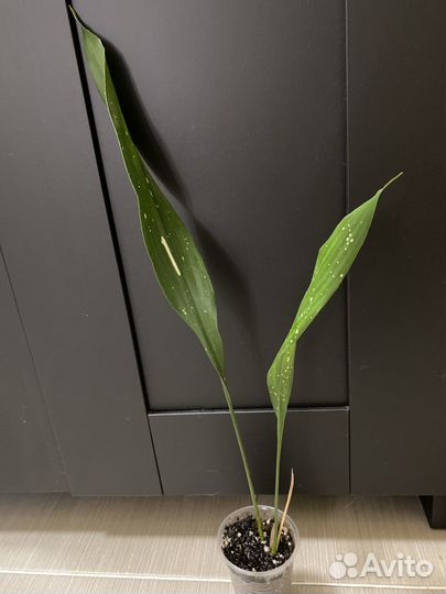 Разные комнатные растения