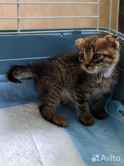 Симба ищет дом