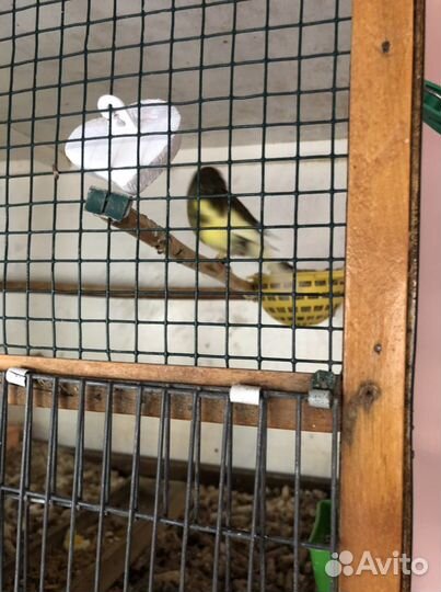 Продам канарееек глостер