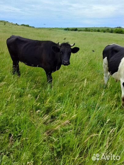 Курдючные бараны и овцы,Бараны и овцы