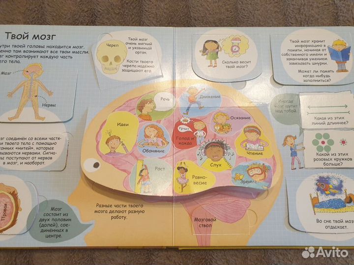 Детские книги. Секреты человека. Книга с окошками