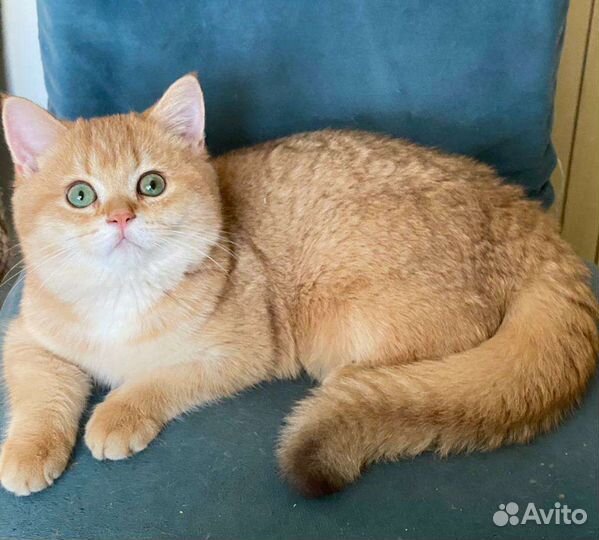 Котик роскошный
