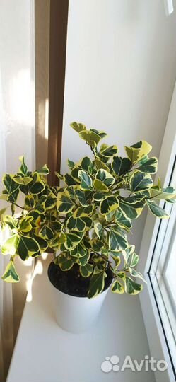 Сортовые фикусы