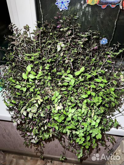 Каллизия розовая