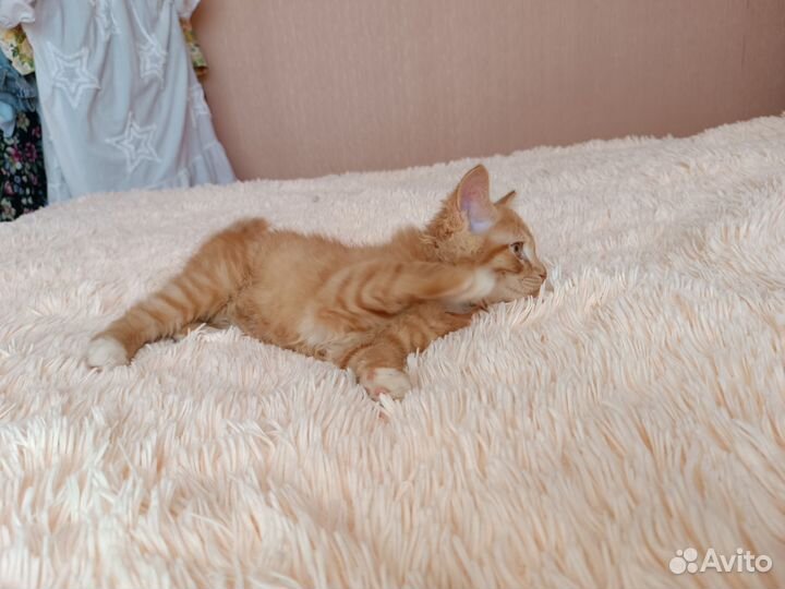 Отдам котика в добрые руки