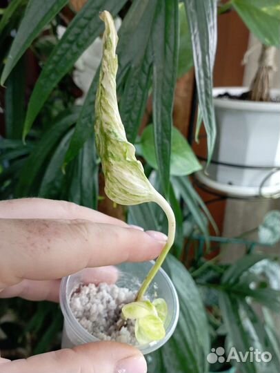 Эпипремнум Сциндапсус II